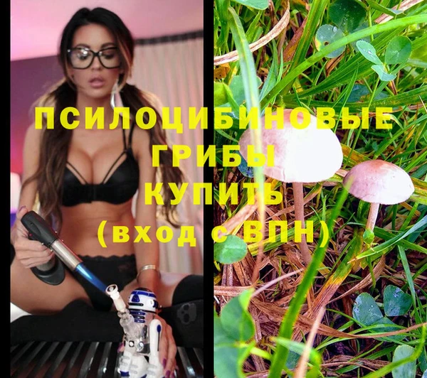 PSILOCYBIN Пестово